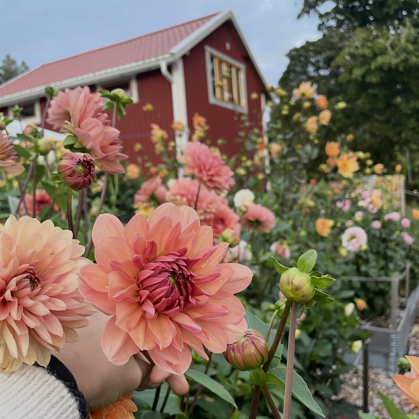 Självplock av blommor